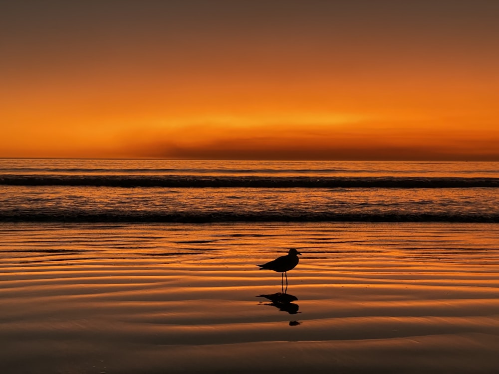 a bird on the beach