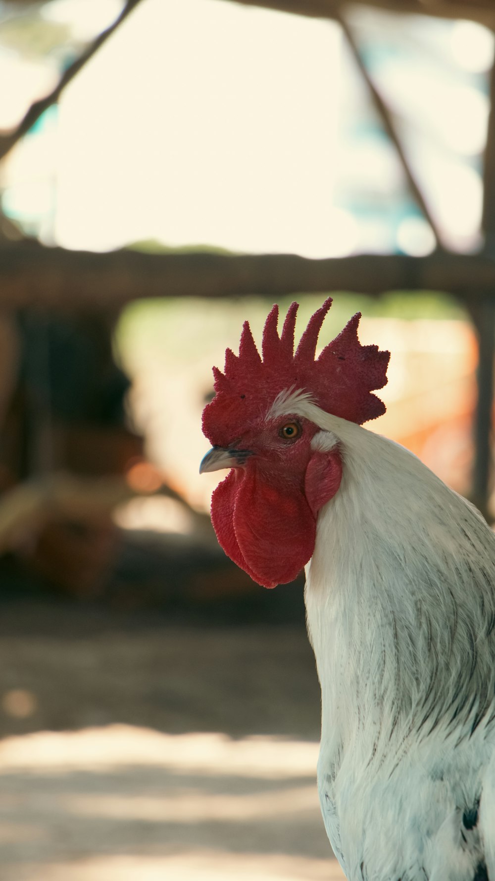 a rooster with a red head