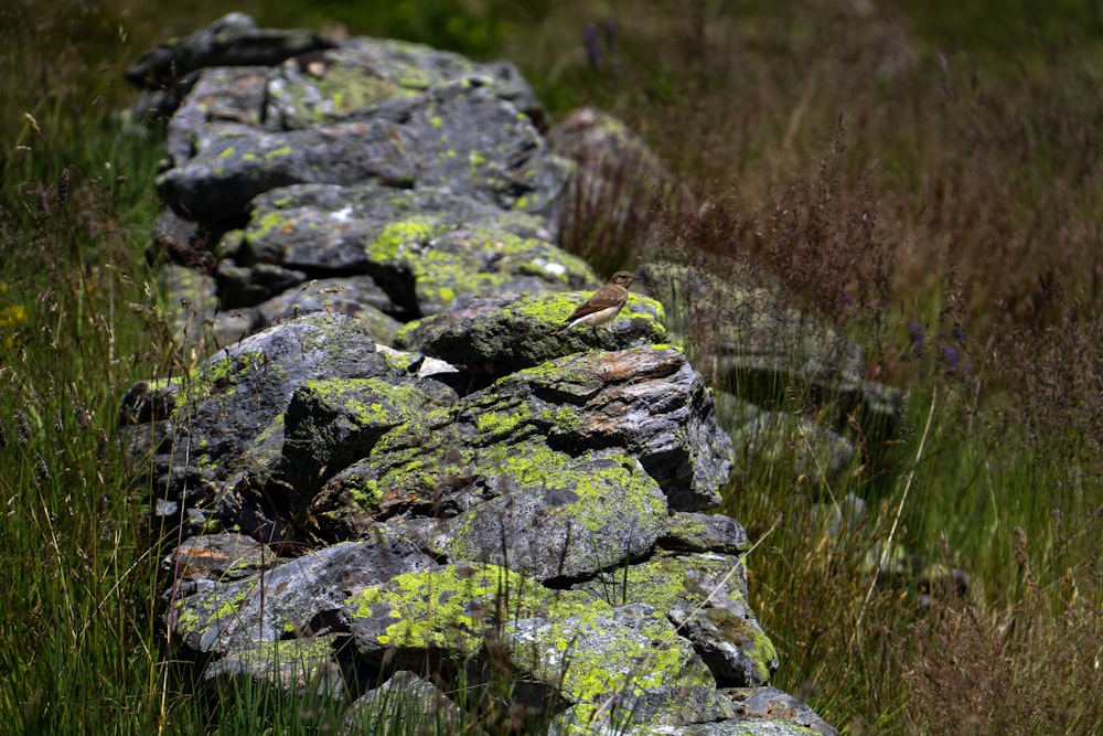 a group of alligators on a rock in the grass