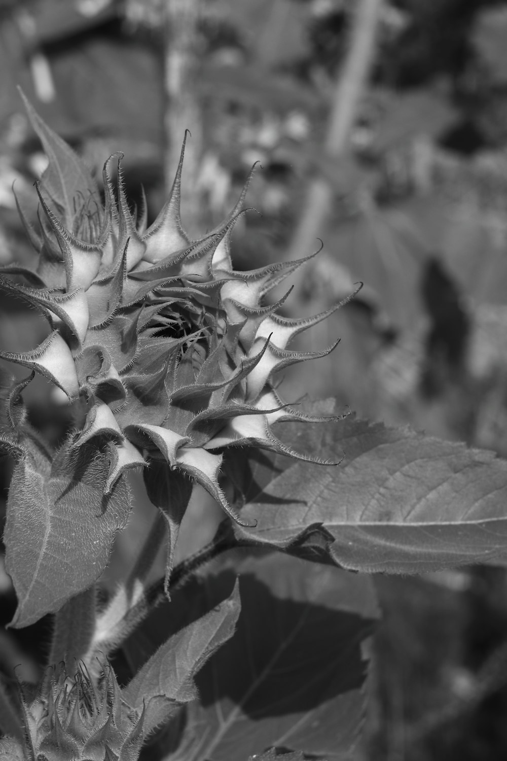 a close up of a plant