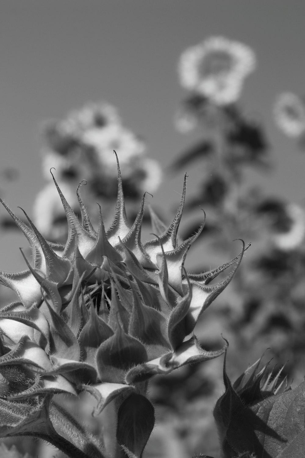 close up of a plant