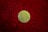 A gold Bitcoin representing a cryptocurrency is placed on a textured red surface, possibly a furry or shaggy fabric.