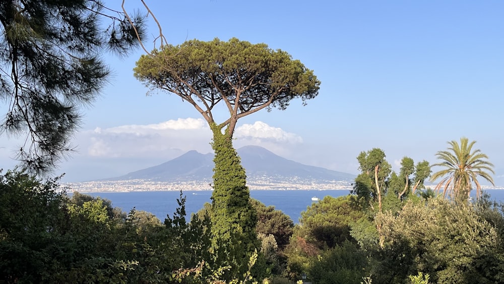 a group of trees with a body of water in the background