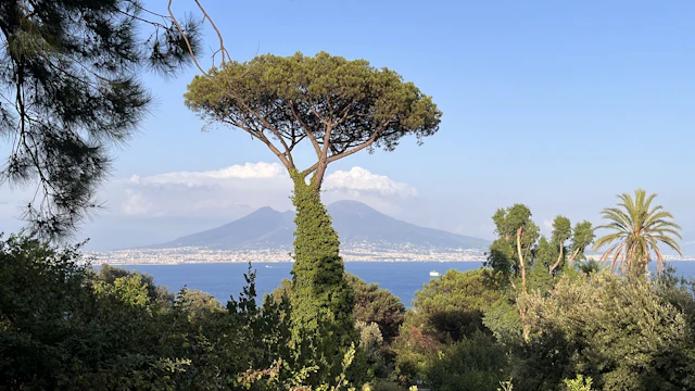 An umbrella pine frames a view over the Bay of Naples to Mount Vesuvius, seen from the Posillipo hillside.