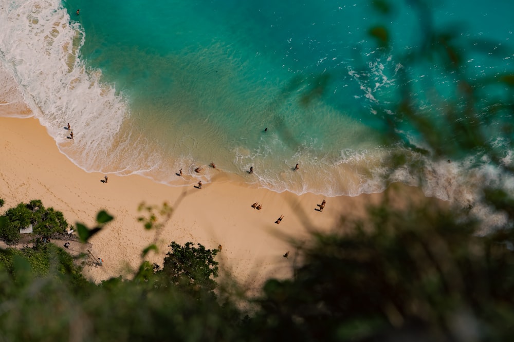 una spiaggia con alberi e acqua