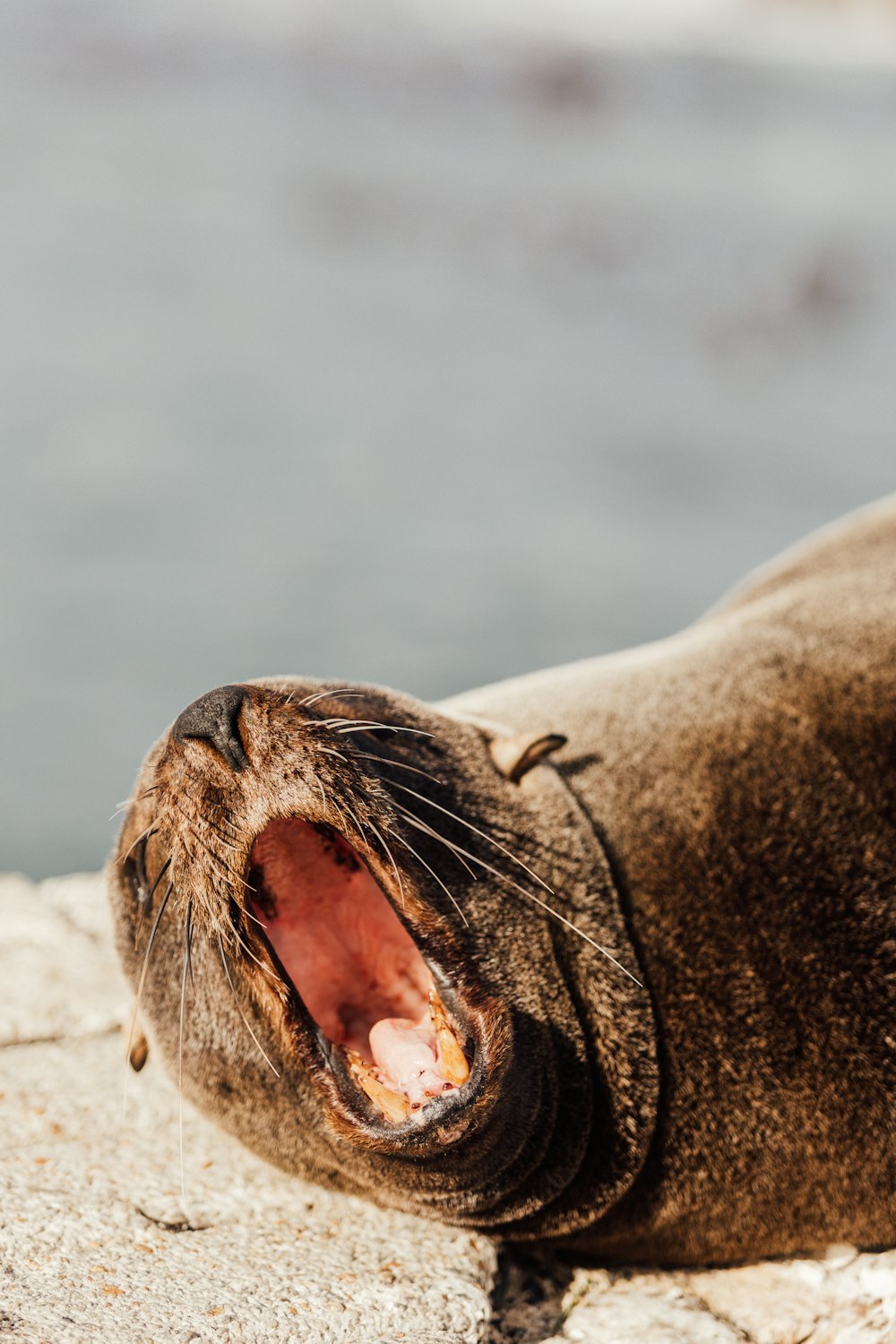 a seal with its mouth open