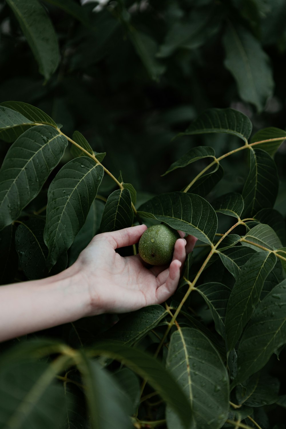 a hand holding a fruit