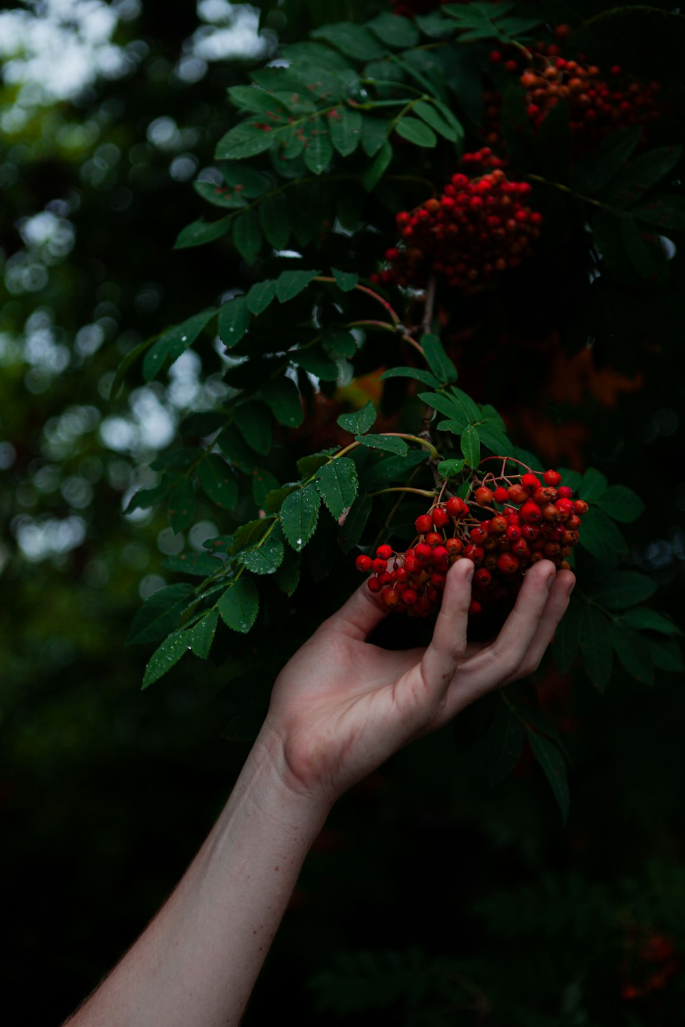 a hand holding a red berry