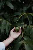 A hand holding a vibrant, freshly picked fruit with droplets of water