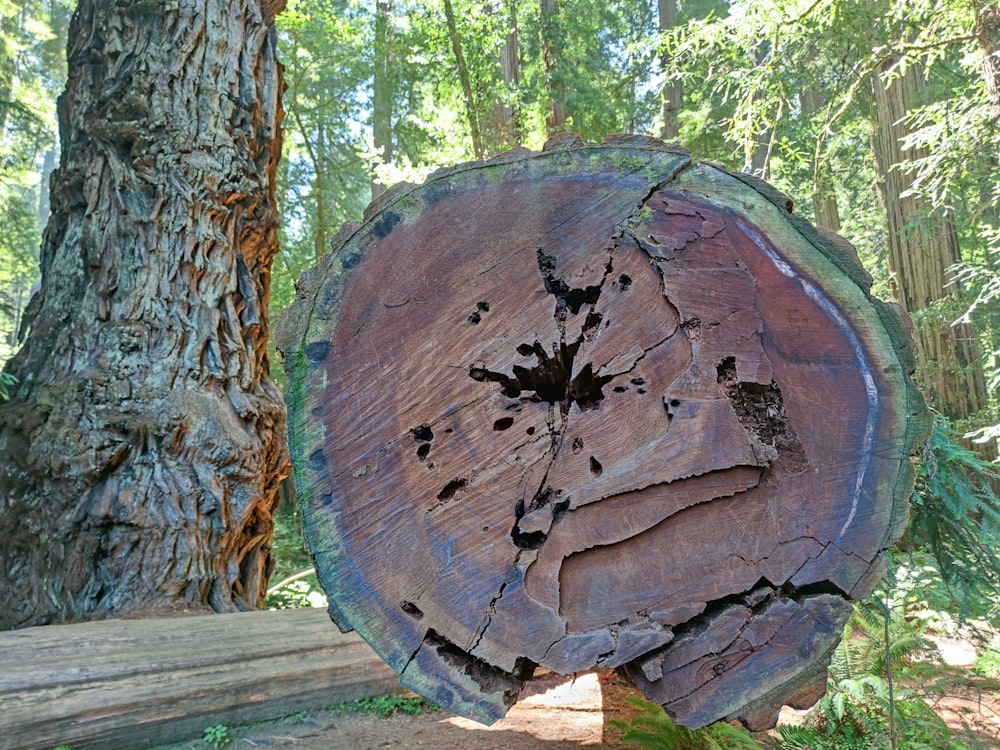 a tree stump with a tree in the background