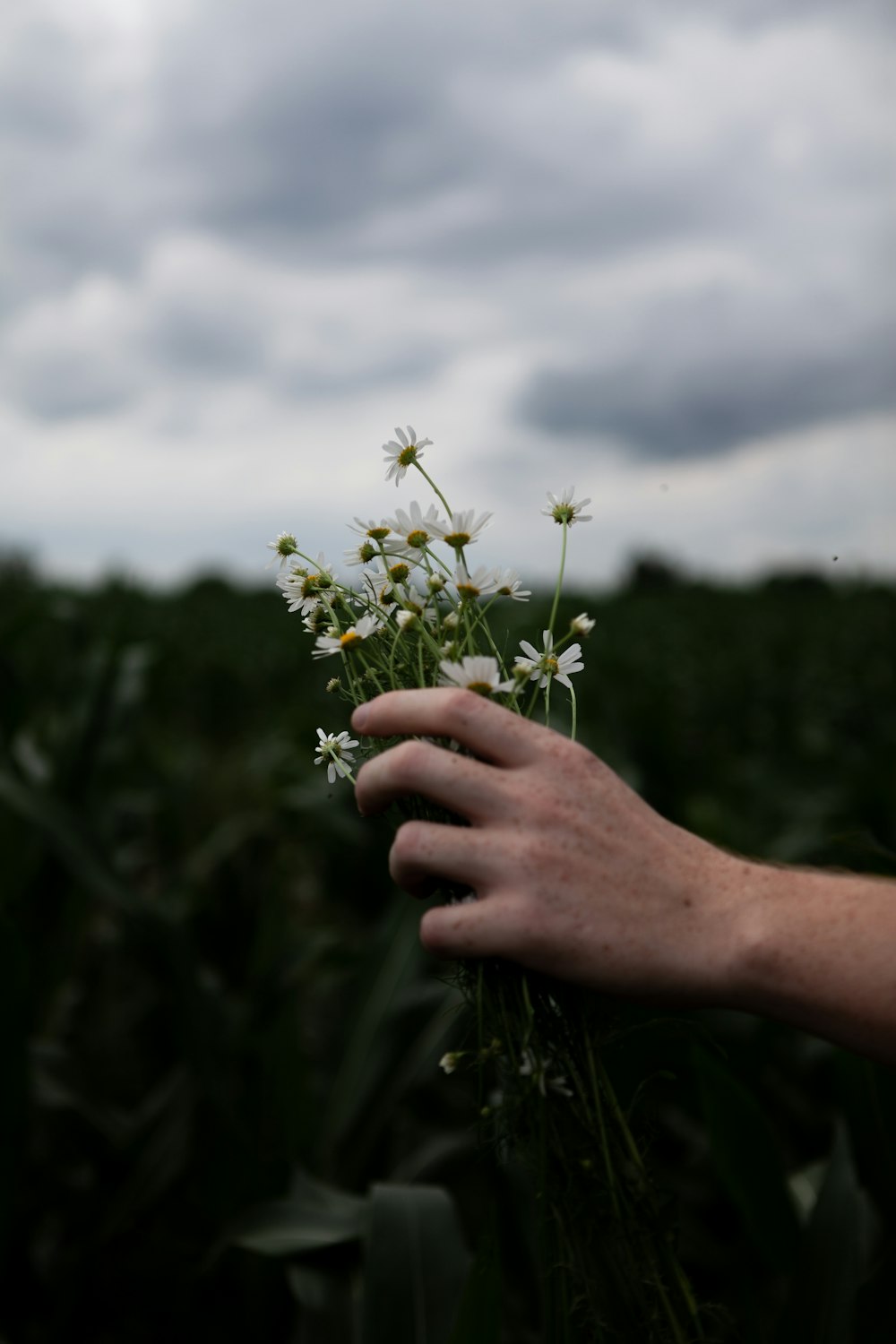 a hand holding a small plant