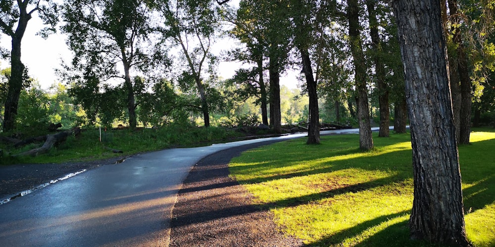 a road with trees on the side