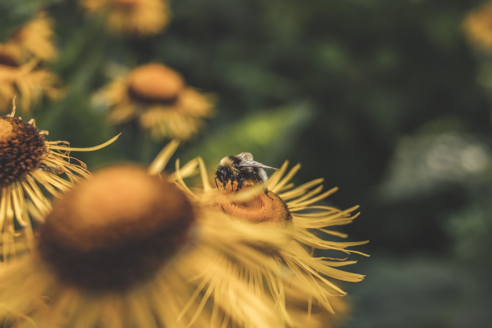 a bee on a flower