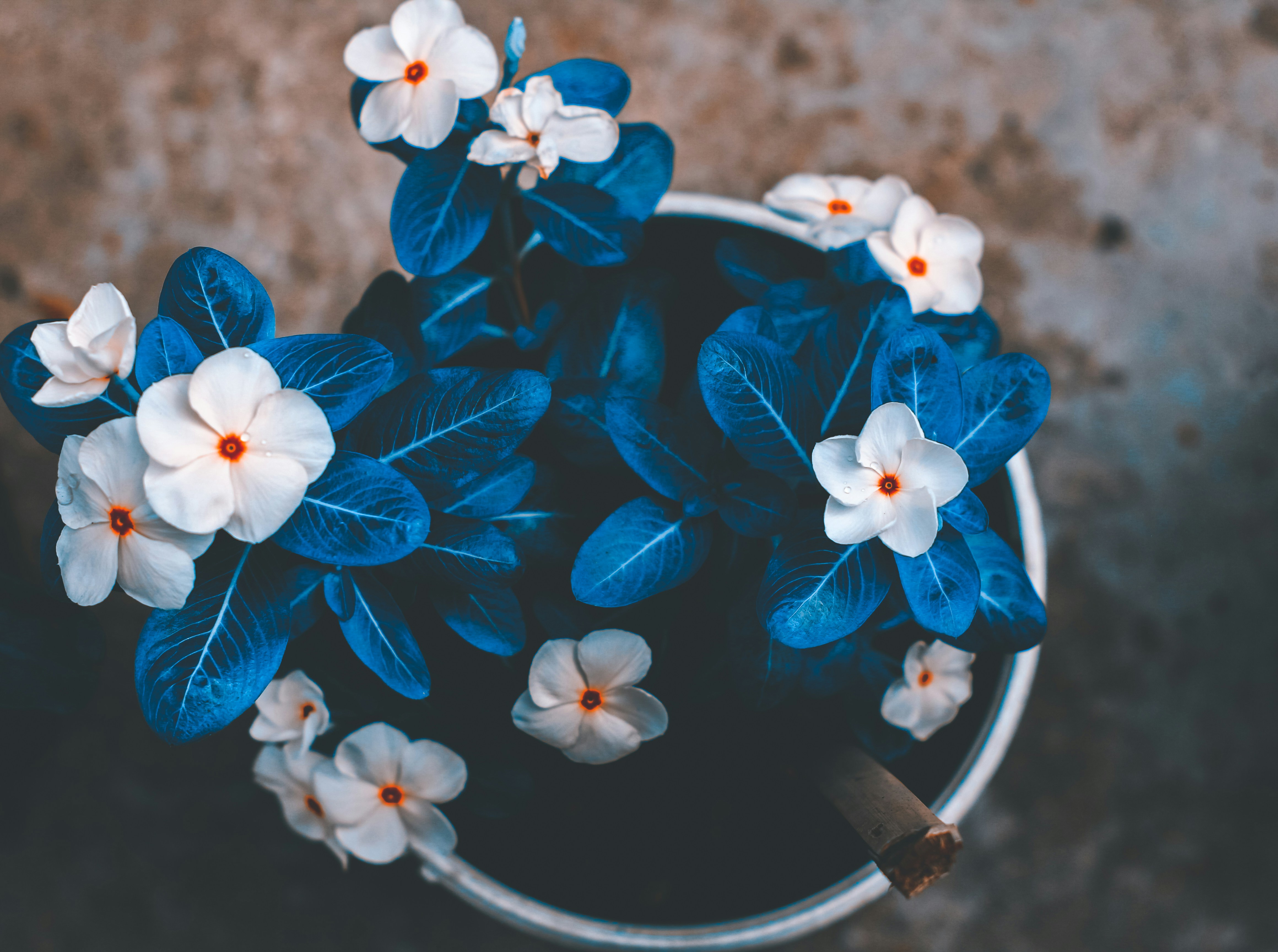 un cuenco de flores azules