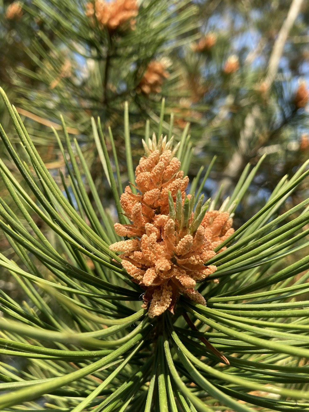 a pine cone on a tree