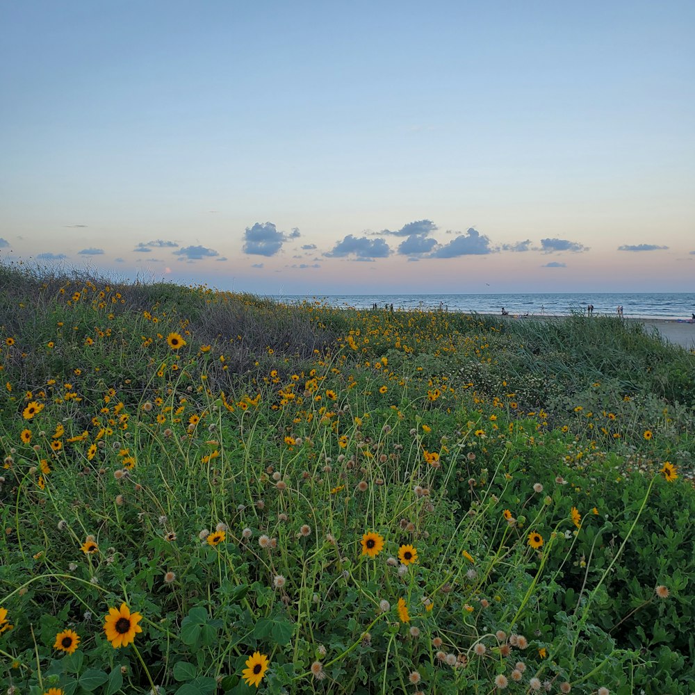 a field of flowers