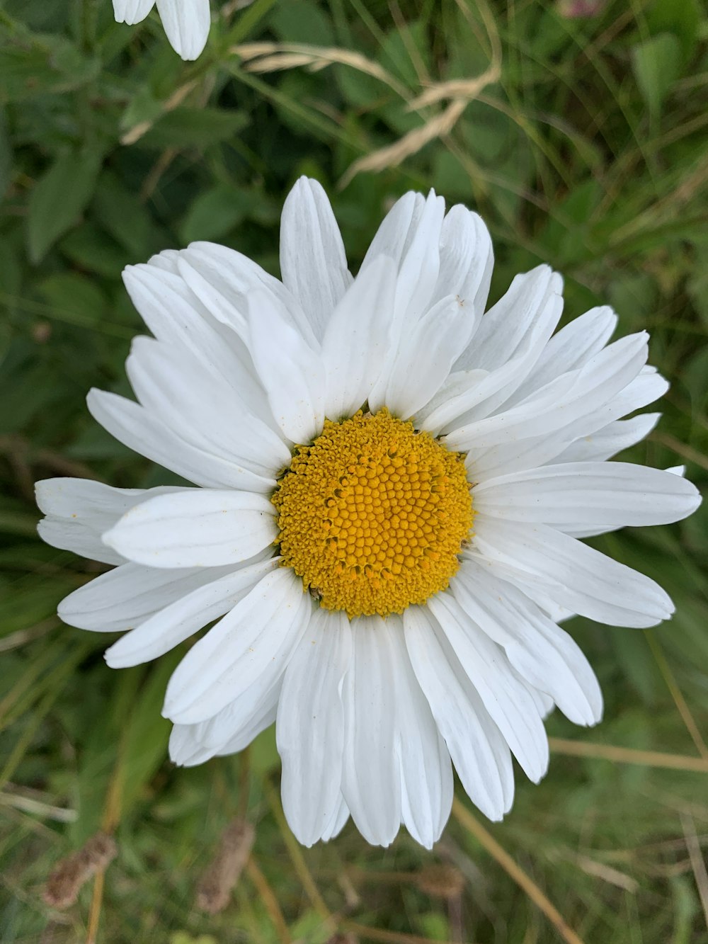 uma flor branca com centro amarelo