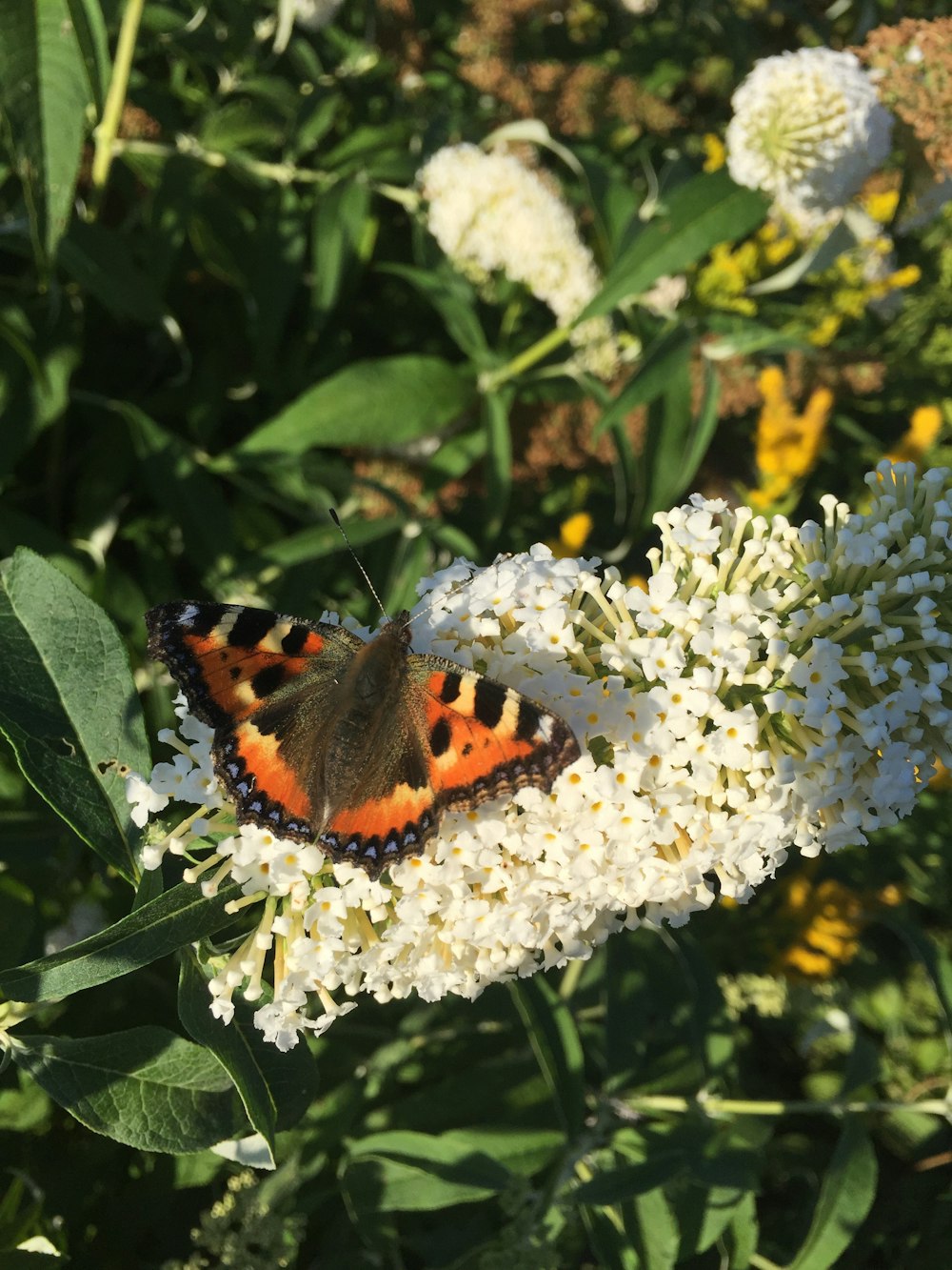 una mariposa en una flor