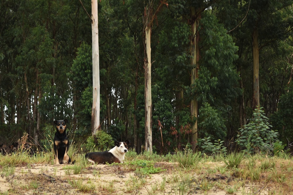 a couple of dogs in a forest
