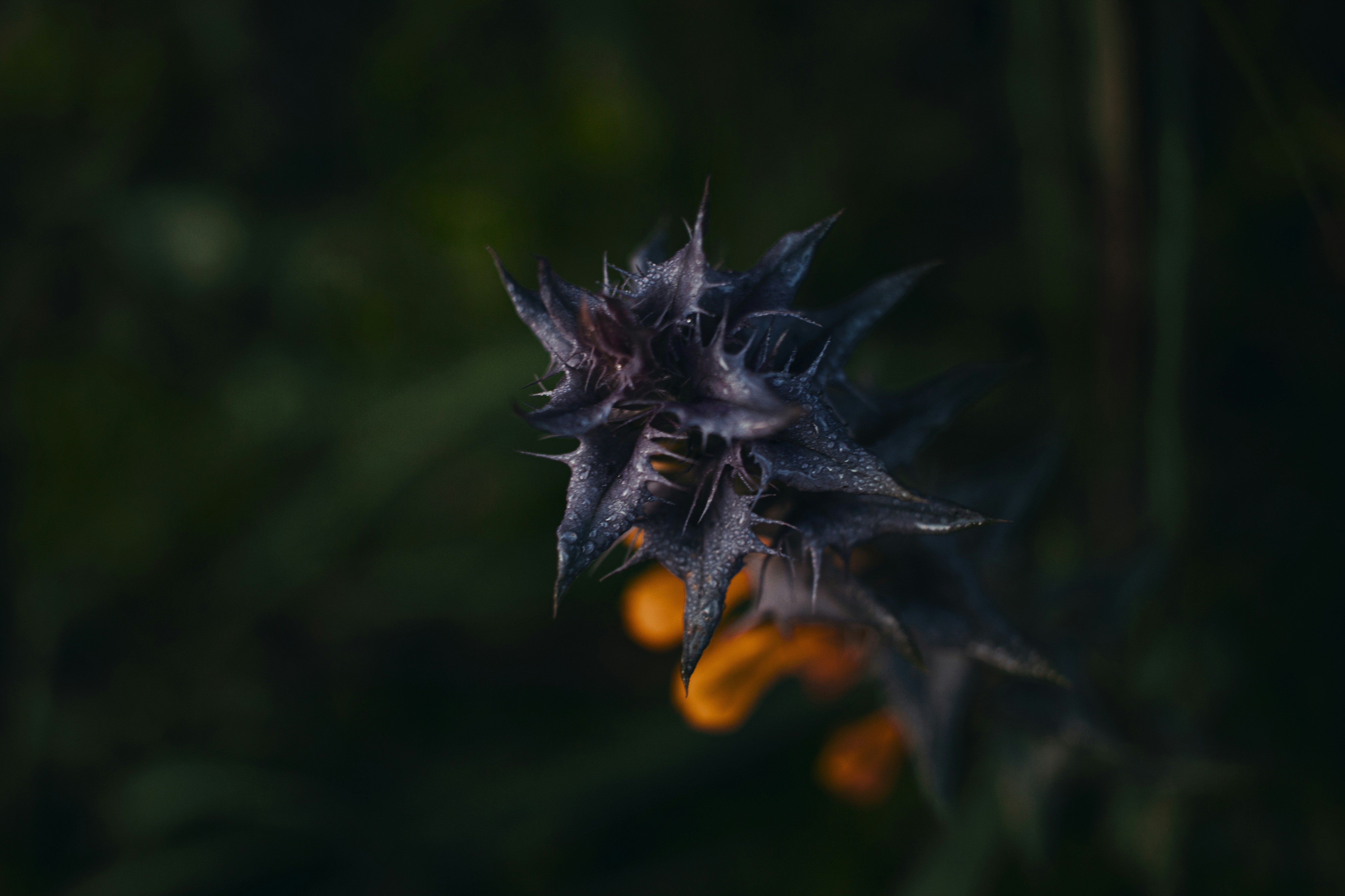 a black spider on a web