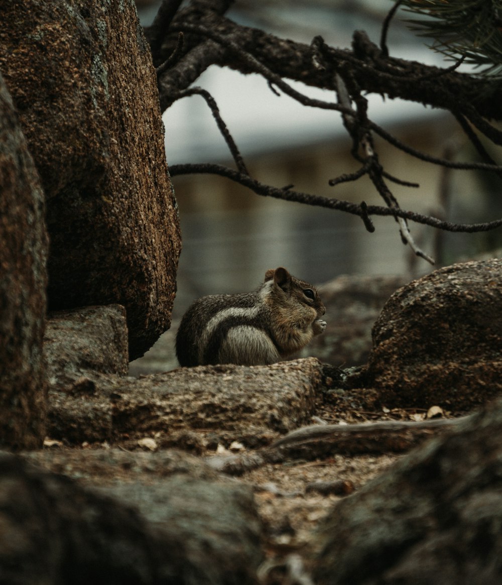 a squirrel on a rock