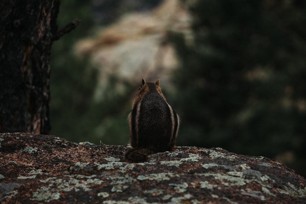 a small animal on a rock