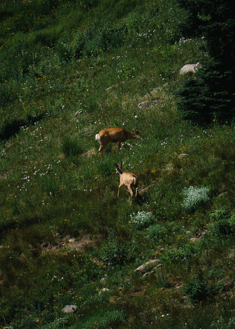 a couple of deer in a grassy area