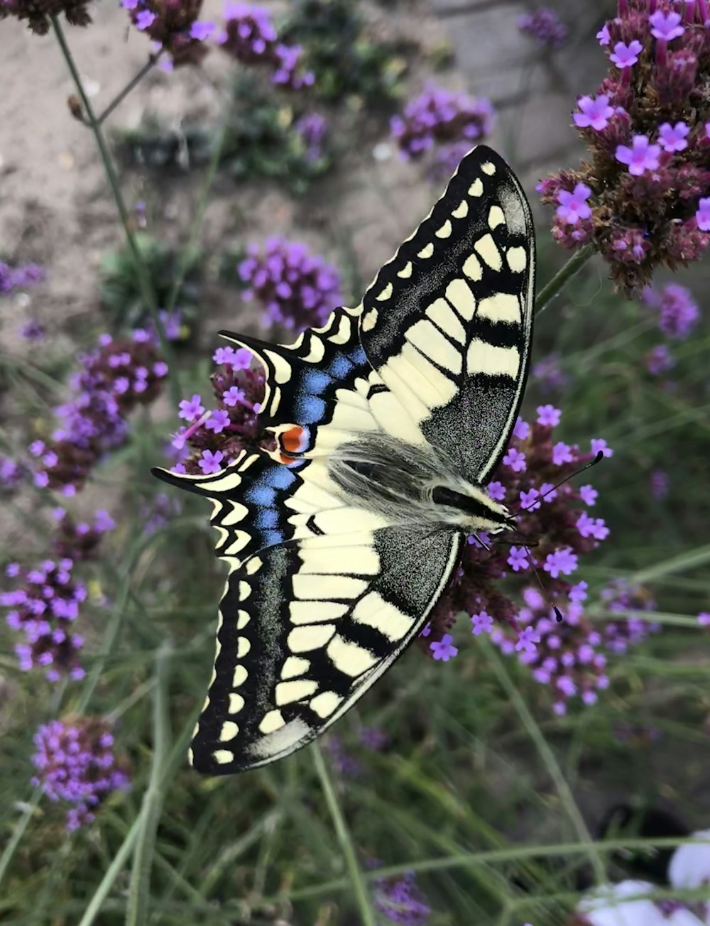 a butterfly on a flower