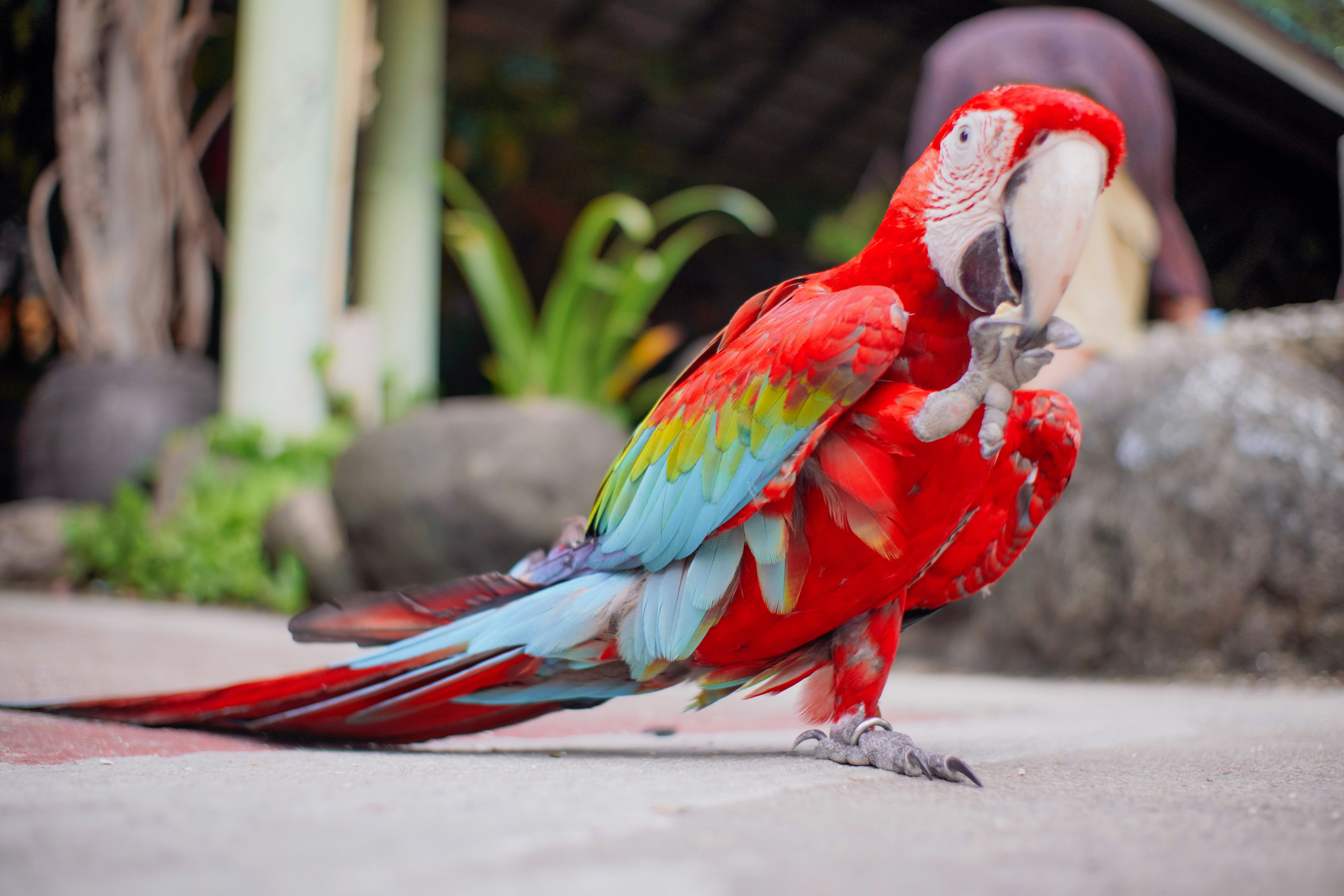 Parrot interacting with owner