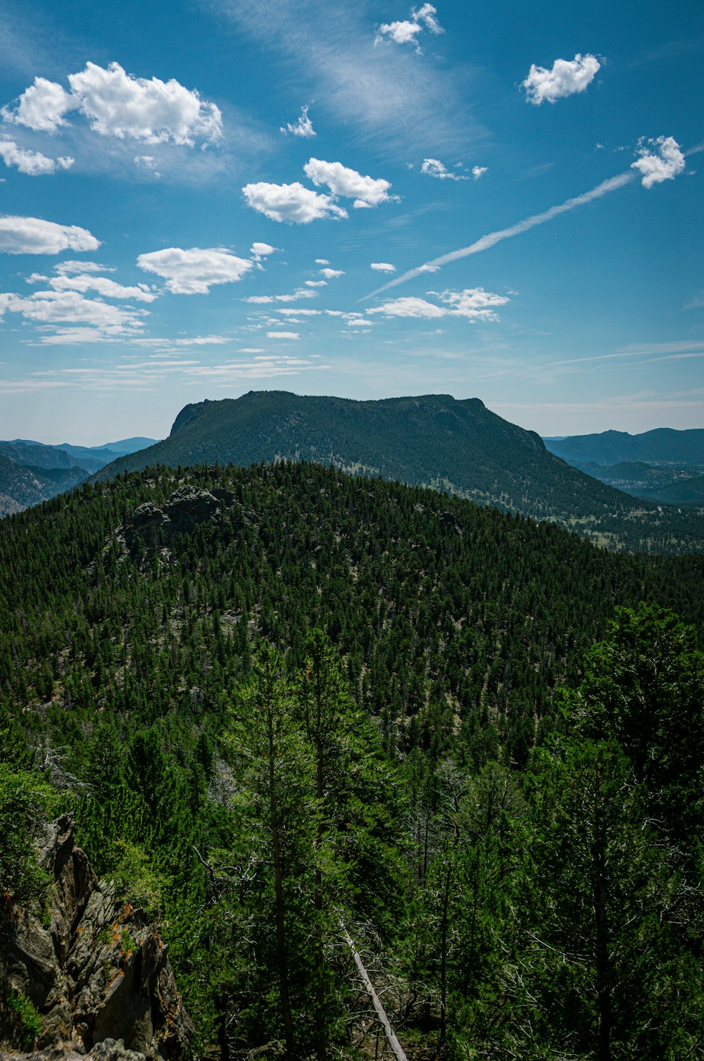 a forest of trees