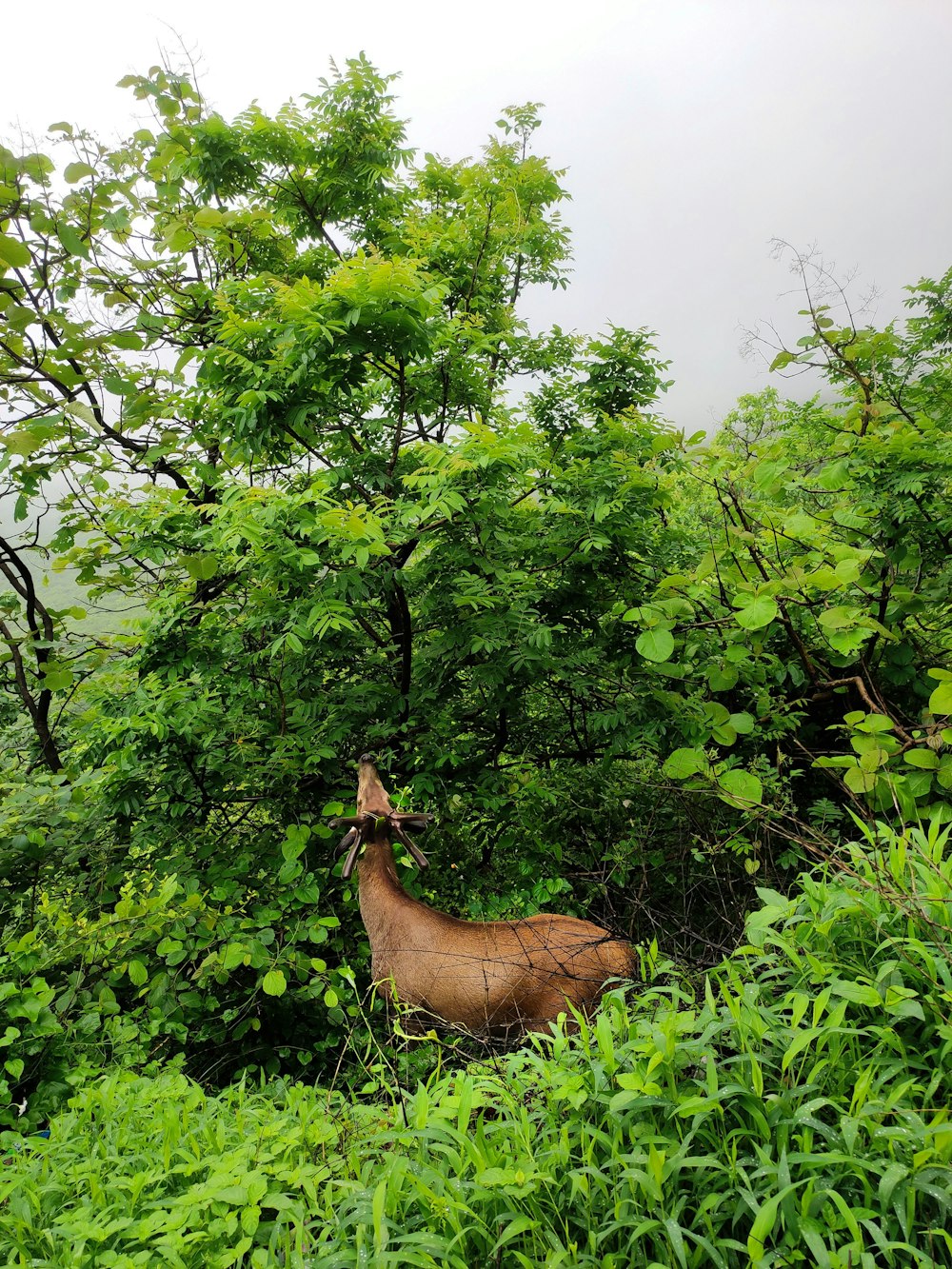 a deer in a forest