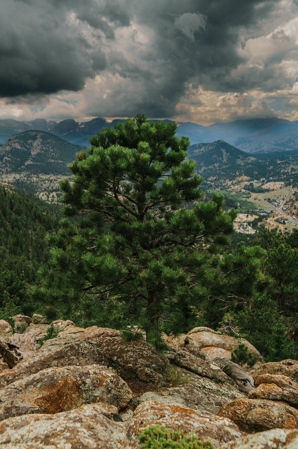 a tree on a rocky hill