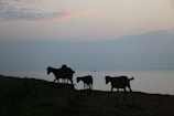 Sunset view of the farm with goats silhouetted against the sky.