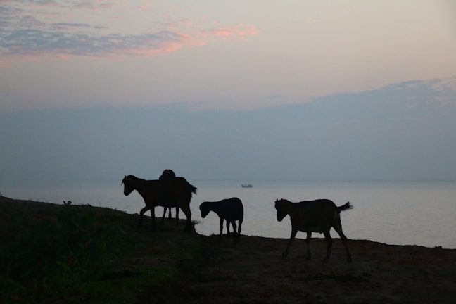 Sunset view of the farm with goats silhouetted against the sky.
