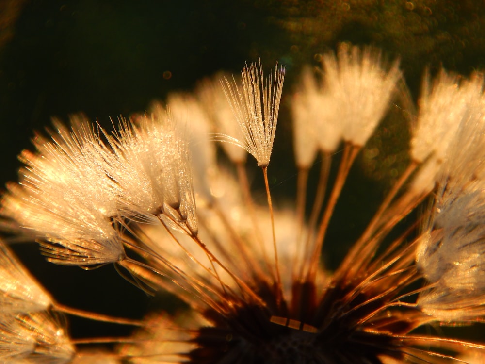 close up of a plant