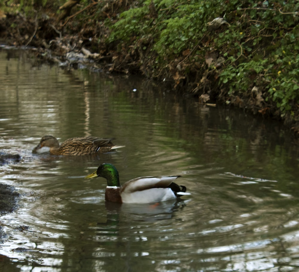 ducks swimming in a pond