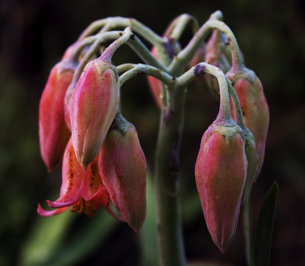 a close up of a flower