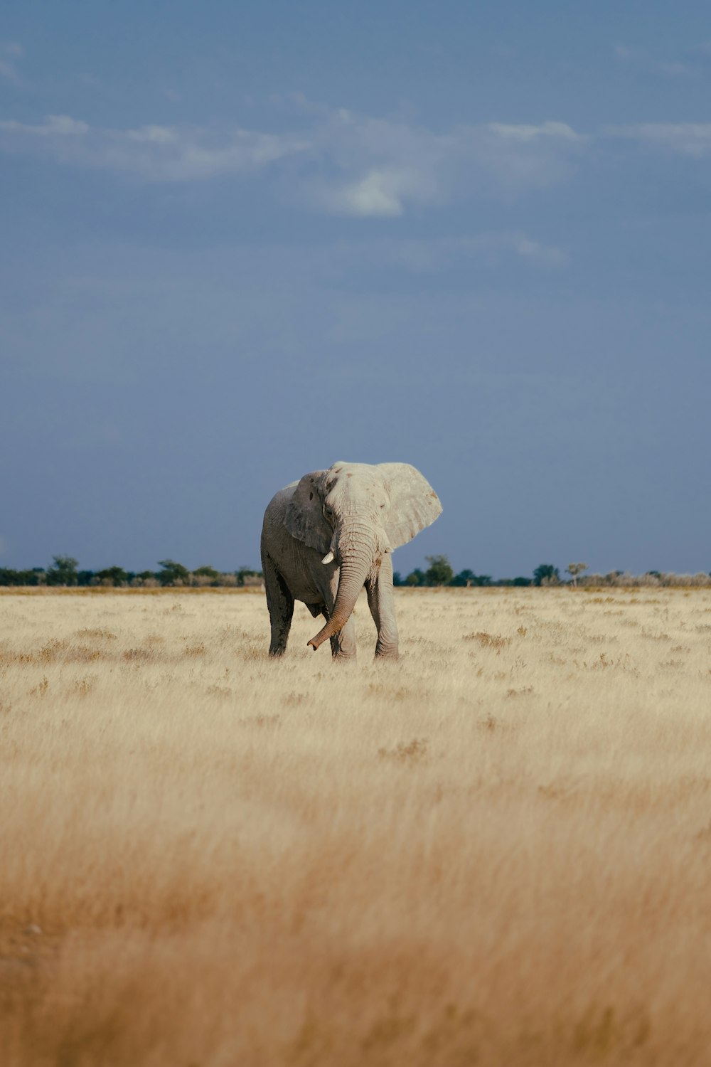 an elephant walking in a field