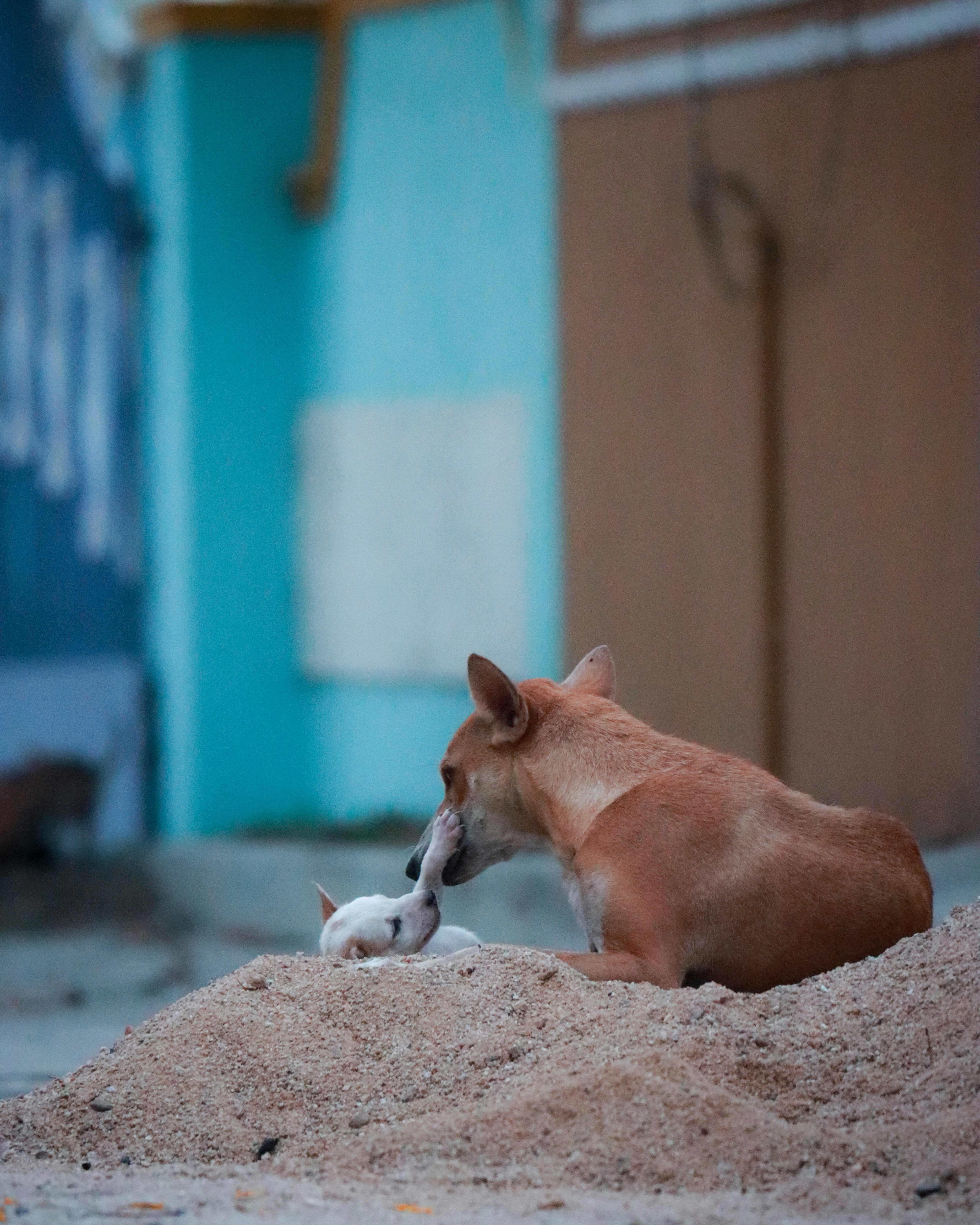 鳥を食べる犬