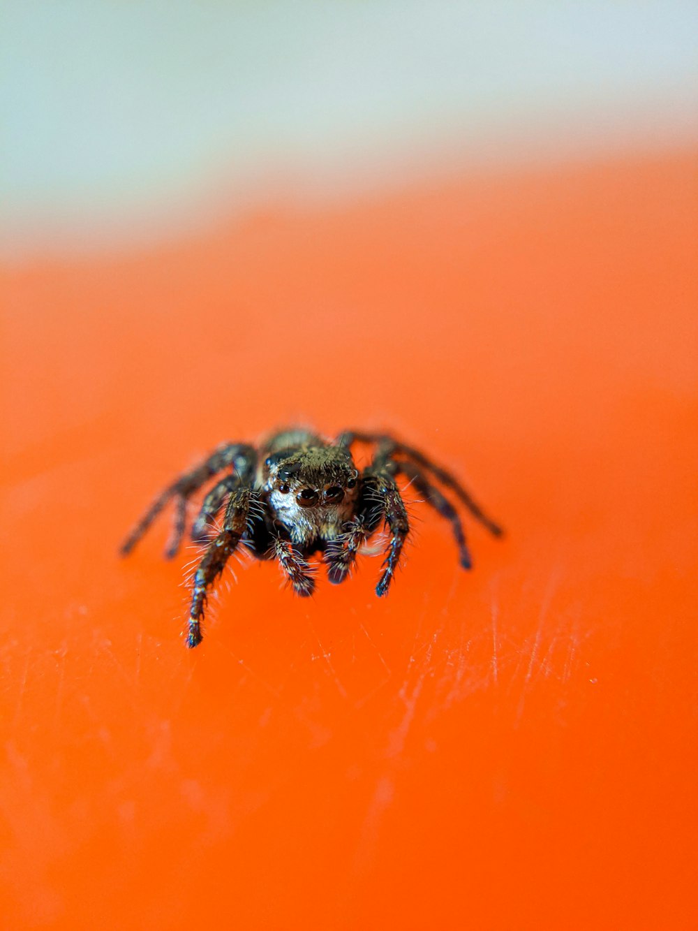 a close up of a spider