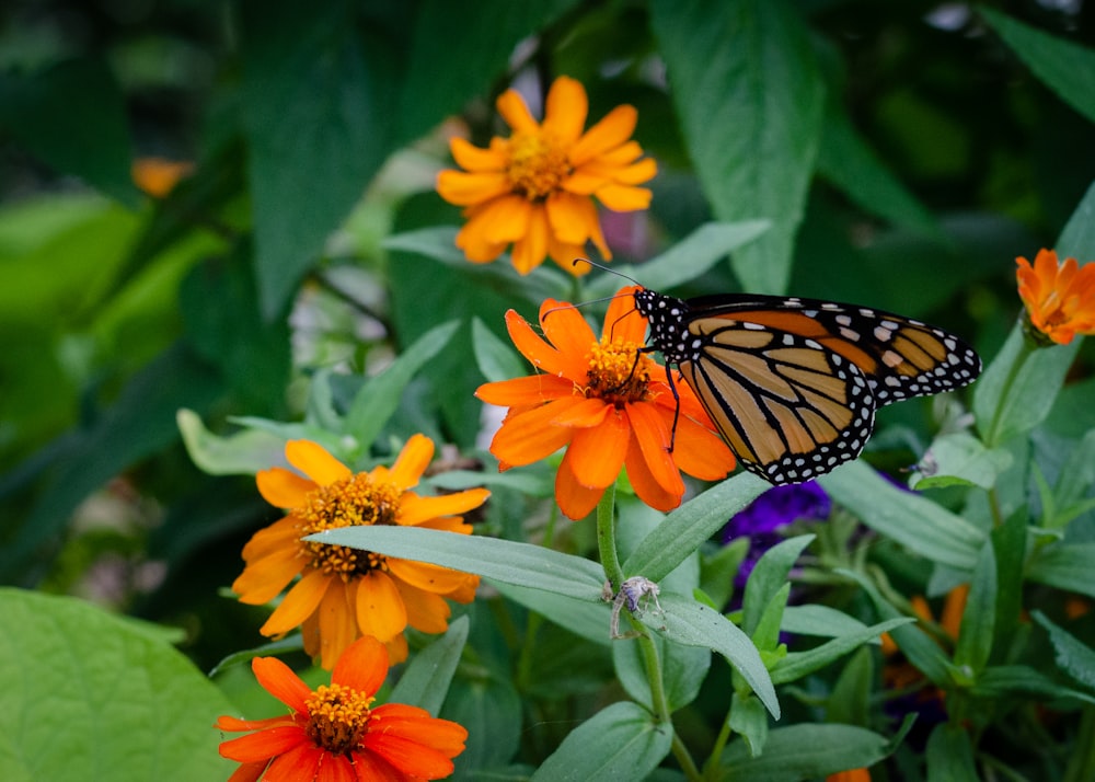 a butterfly on a flower