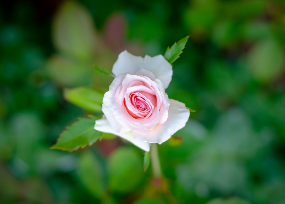 a close up of a flower