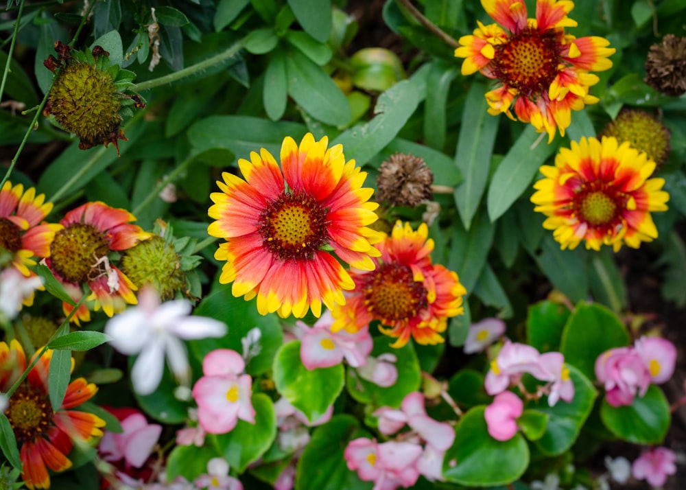 a group of colorful flowers