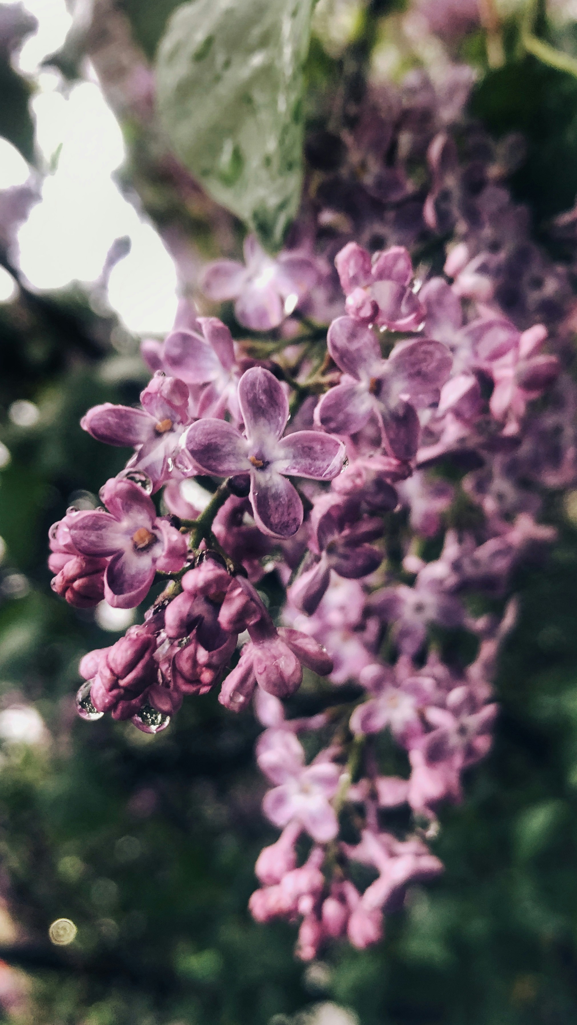 Photo by kolir_svitla