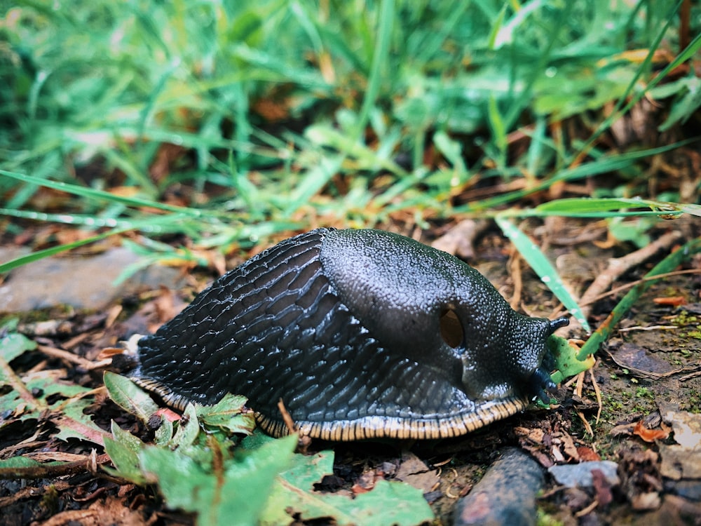 una tartaruga nera e marrone a terra