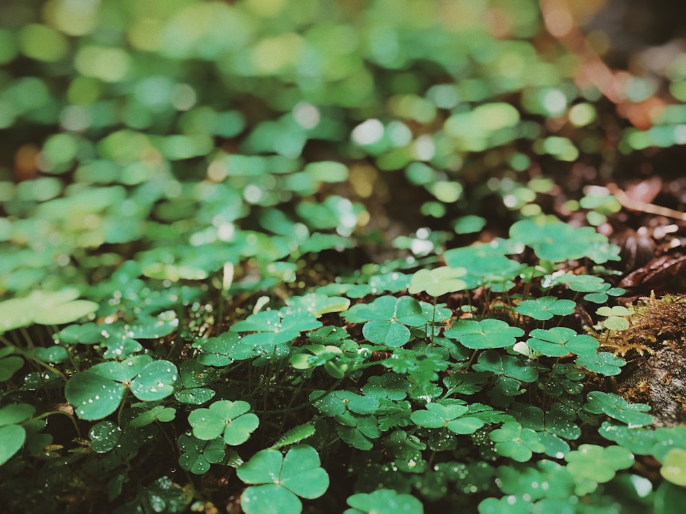 a close up of some green leaves