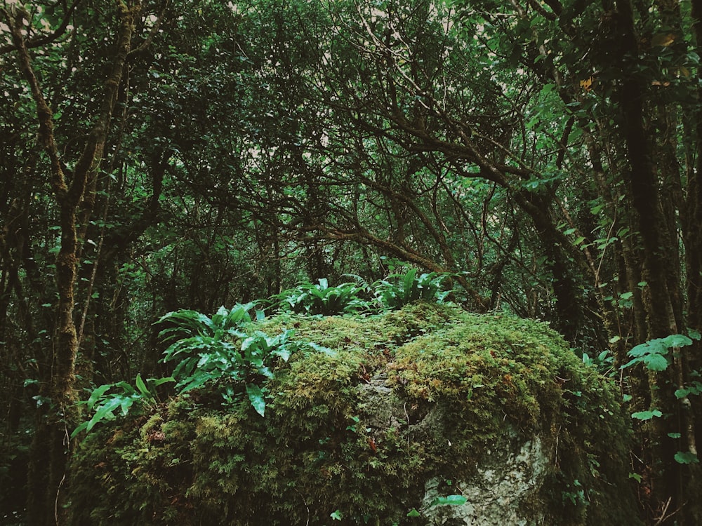 a forest with trees