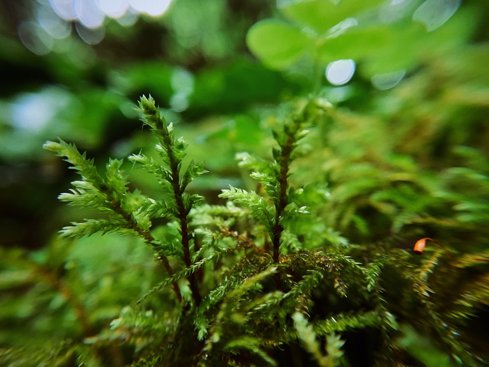 close up of a plant