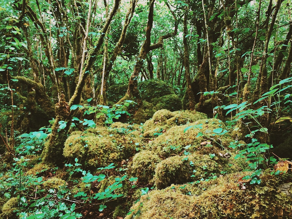 a forest with moss and trees