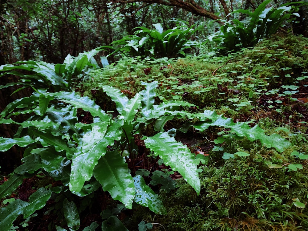 a group of plants in a forest